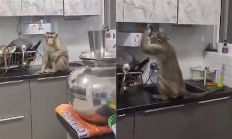 asteroidx bengaluru photos|Bengaluru man shares video of monkey trying to drink water from .